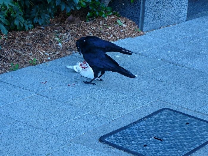 [原创]调皮凶悍又聪明，乌鸦比你想象的厉害百倍！