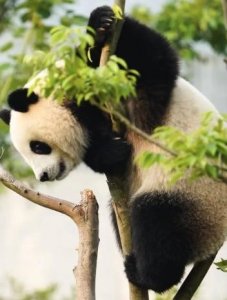 ​“熊猫家园・大熊猫主题游线”即将上线，在成都串联熊猫文旅盛宴