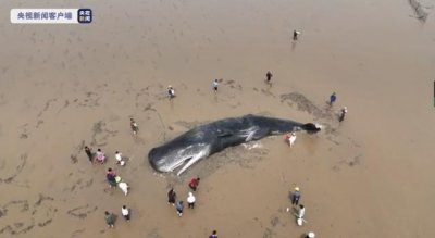 ​专家谈抹香鲸搁浅象山海域获救：救援难度大，脱困非常罕见