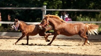 ​马：人类历史上不可或缺的伙伴