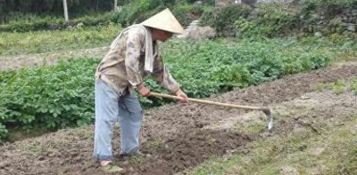 ​“阳光下的田园劳动美景”