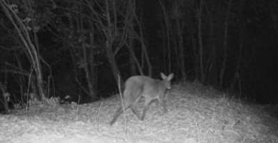 麝香1克值800元!取香过程有多残忍?雄麝为保命只能自己咬破香囊