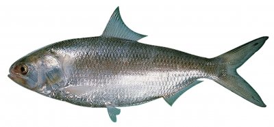 在长江绝迹30年,鲥鱼被判“死刑”,珠江种群还有望恢复?