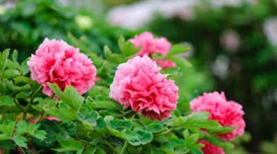 又吵开了!一年一度的牡丹盛会,洛阳与菏泽的牡丹之争又来了