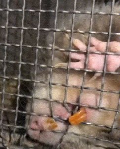 太搞笑了!60张GIF动图:学到了!这也太实用了吧