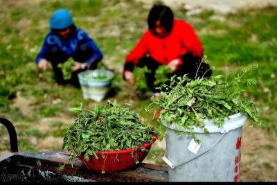 中国十大野菜,吃过5种以上都是“大神”了,你吃过几种?