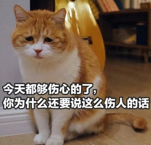 “土猫”适合当“宠物猫”养吗?亲身经历告诉你答案