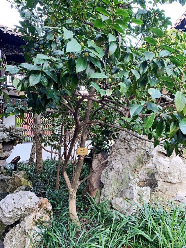 家乡美:江苏扬州何园