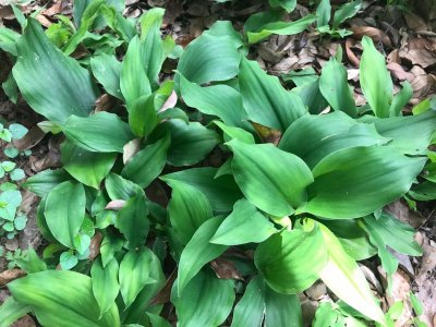 温胃健脾、消积化食、行气止痛的沙姜