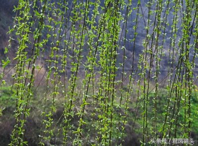 ​观音法宝杨柳枝 济世救人驱病魔