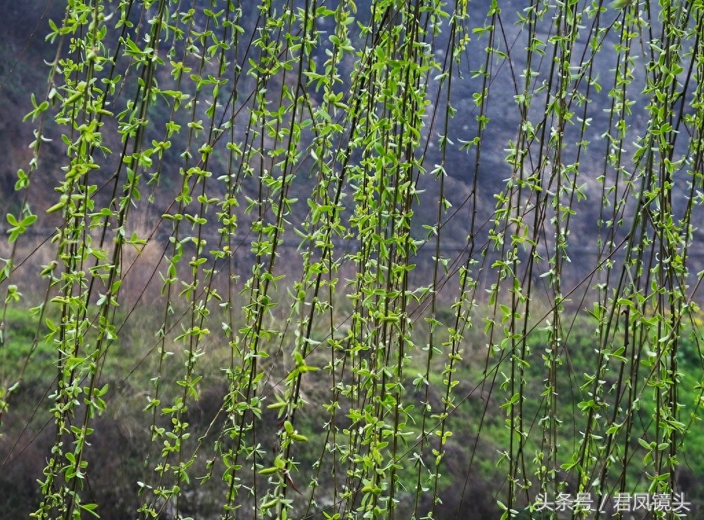 观音法宝杨柳枝 济世救人驱病魔