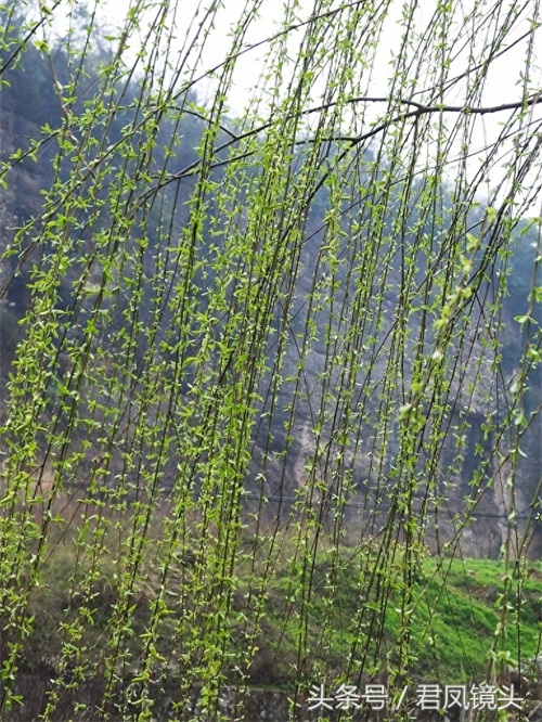 观音法宝杨柳枝 济世救人驱病魔