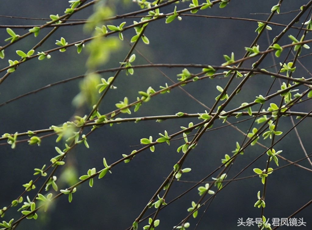 观音法宝杨柳枝 济世救人驱病魔