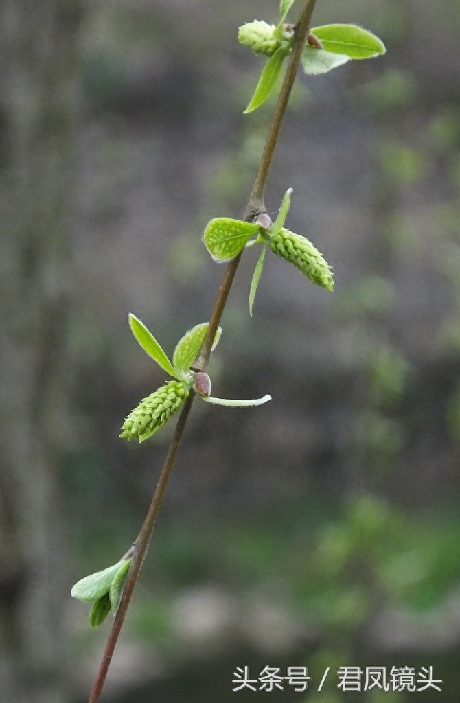 观音法宝杨柳枝 济世救人驱病魔