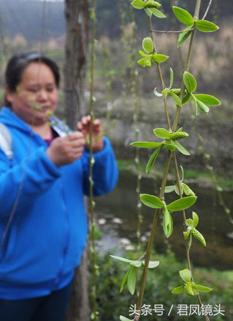 观音法宝杨柳枝 济世救人驱病魔