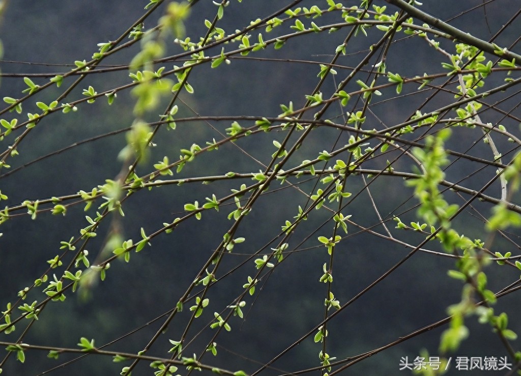 观音法宝杨柳枝 济世救人驱病魔
