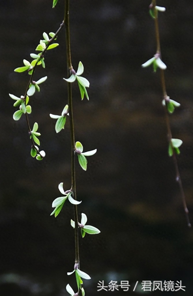 观音法宝杨柳枝 济世救人驱病魔
