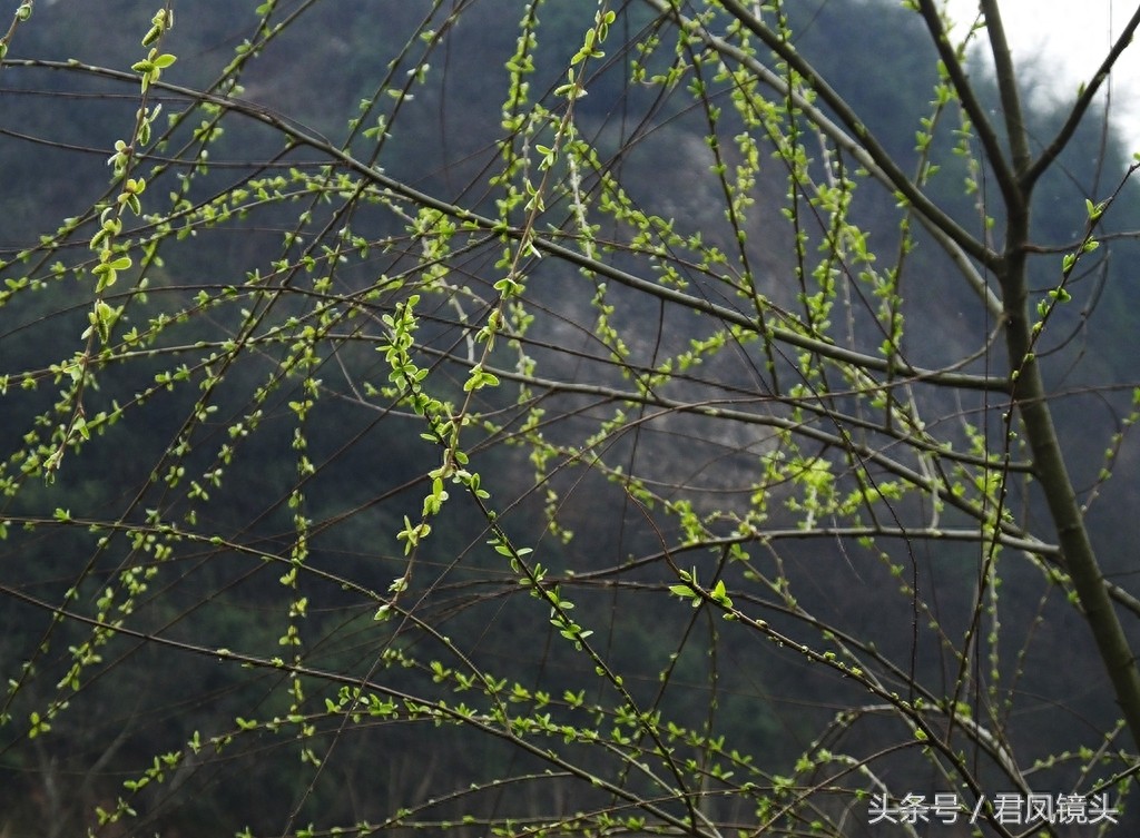 观音法宝杨柳枝 济世救人驱病魔