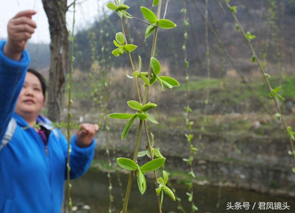 观音法宝杨柳枝 济世救人驱病魔