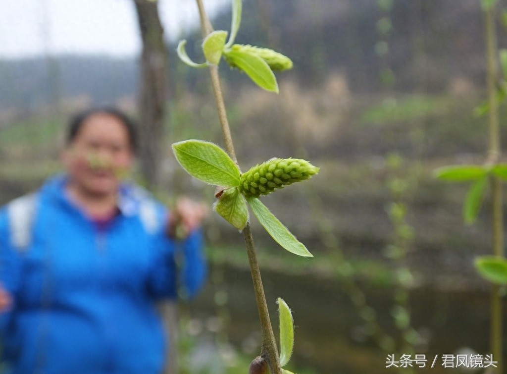 观音法宝杨柳枝 济世救人驱病魔