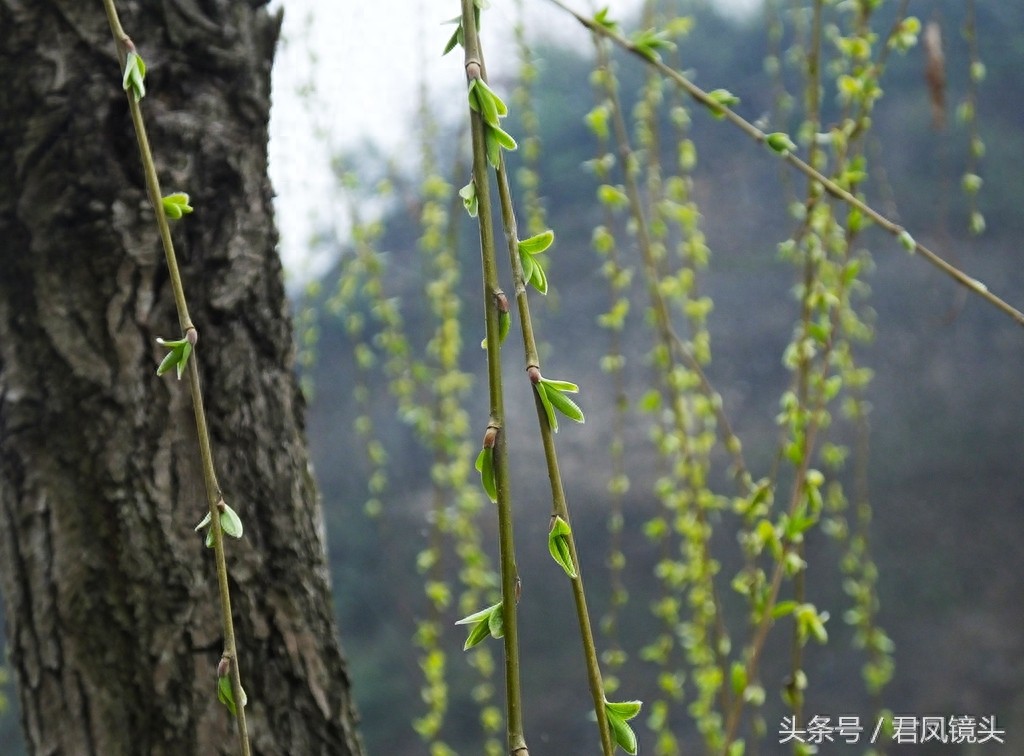 观音法宝杨柳枝 济世救人驱病魔