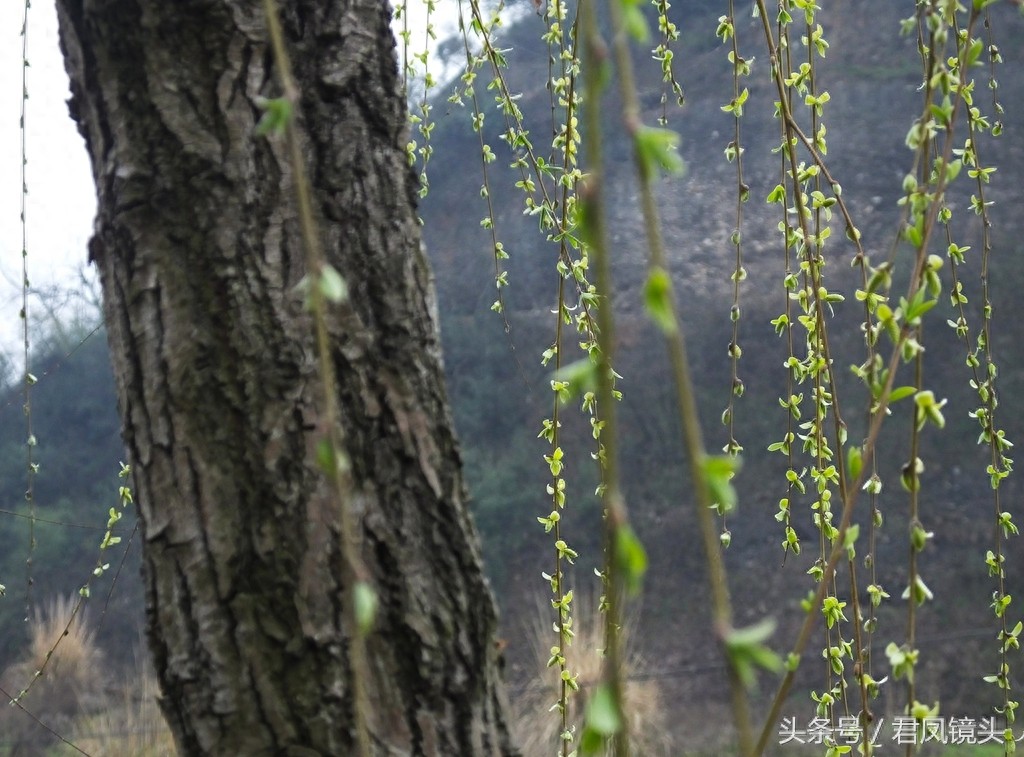 观音法宝杨柳枝 济世救人驱病魔