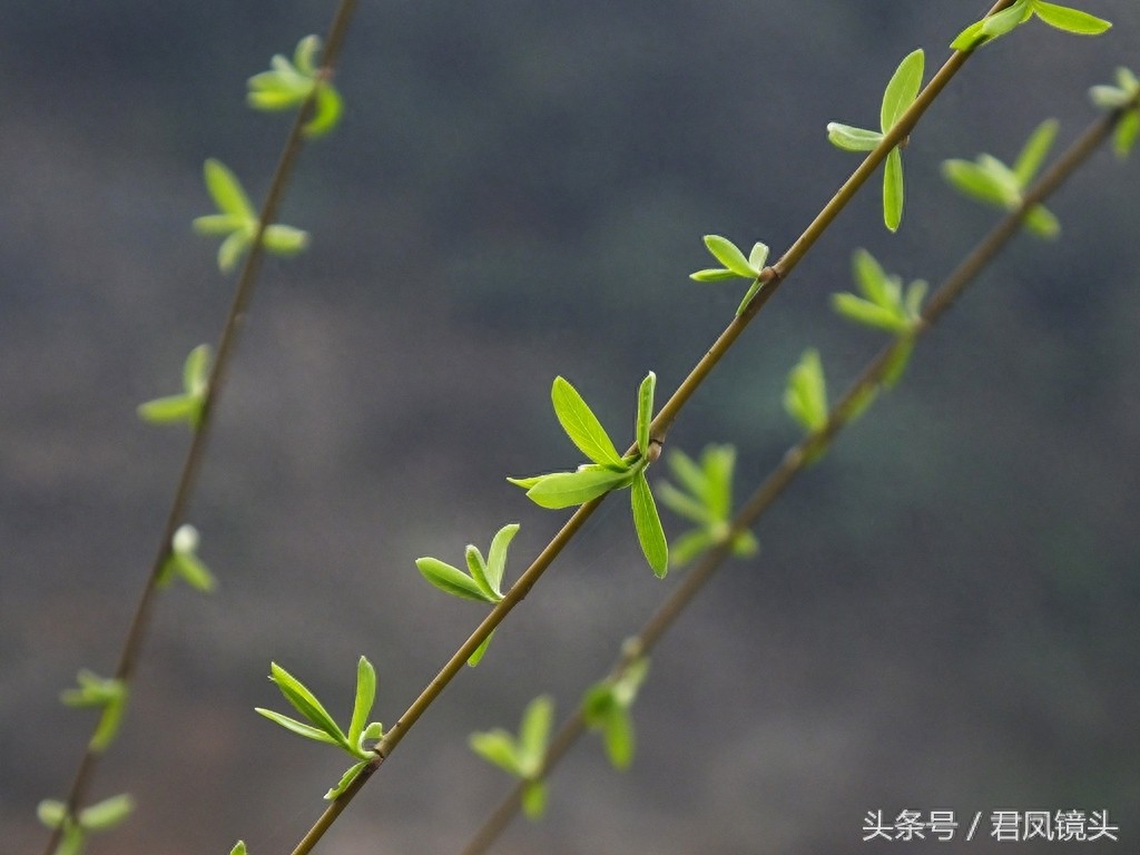 观音法宝杨柳枝 济世救人驱病魔