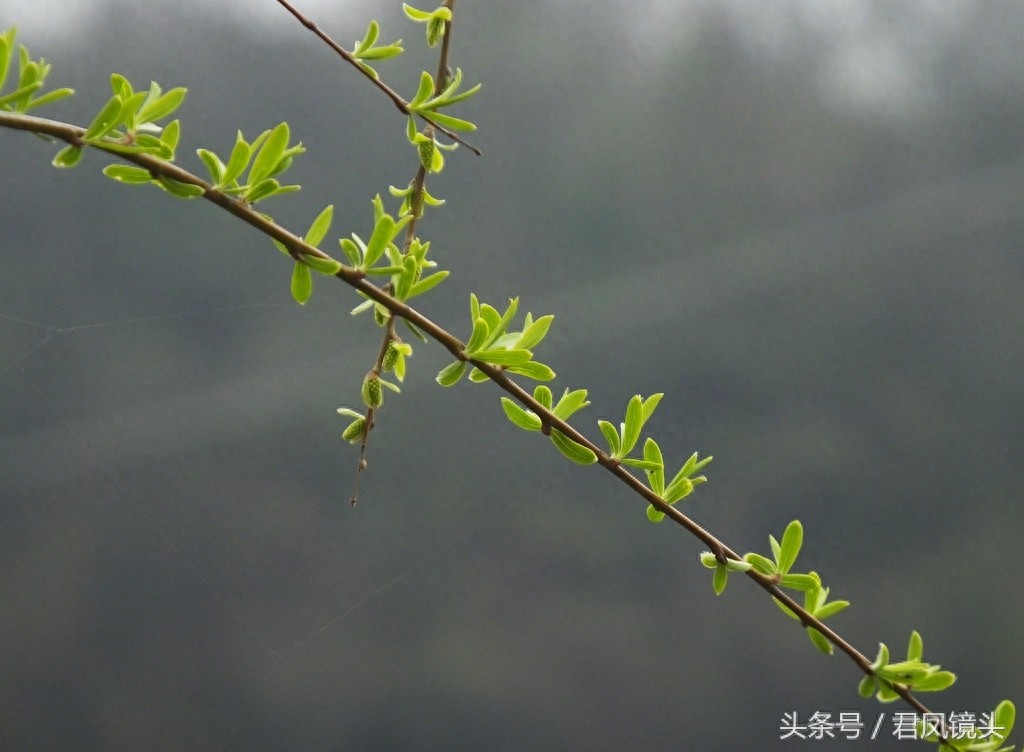 观音法宝杨柳枝 济世救人驱病魔