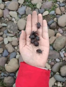 ​浙江惊现臭屁虫！抓都抓不完的小虫儿，背后隐藏着什么秘密？
