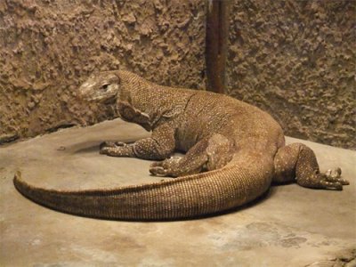 ​世界上最大的10种蜥蜴，你知道科莫多巨蜥有多可怕吗？