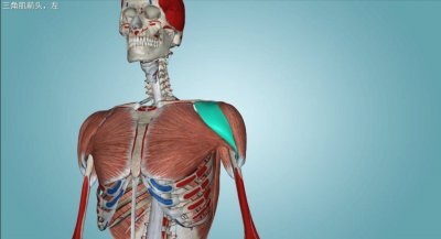 ​三角肌的解剖和功能