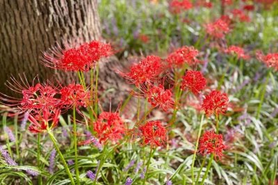 ​彼岸花传说：花妖叶妖的禁忌之恋与永恒轮回