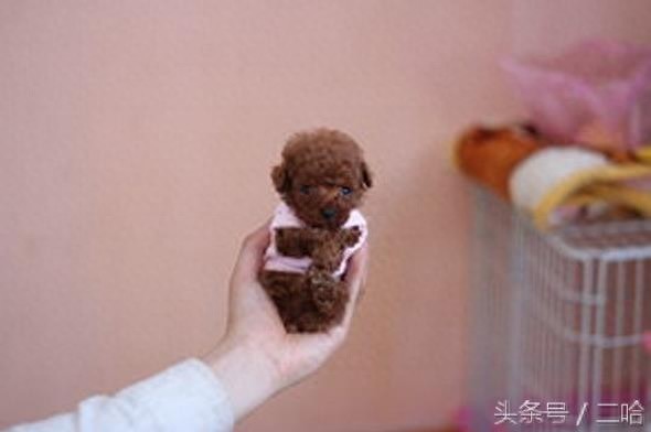 茶杯犬虽萌,购买时可不要只“贪颜”哦!