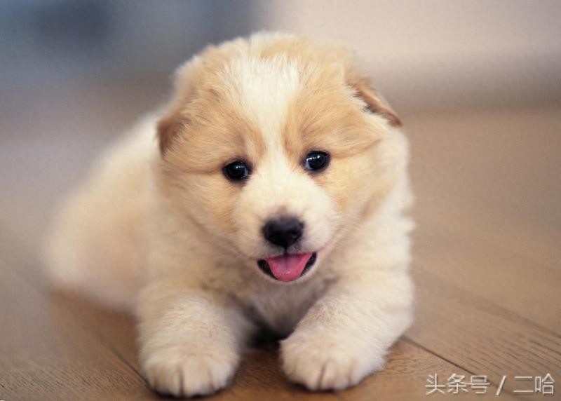 茶杯犬虽萌,购买时可不要只“贪颜”哦!