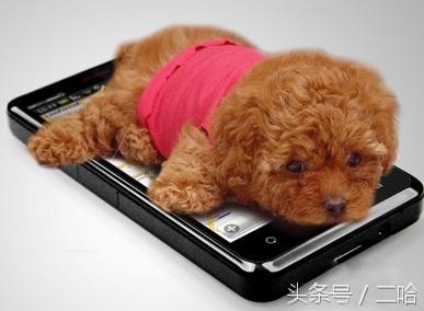 茶杯犬虽萌,购买时可不要只“贪颜”哦!