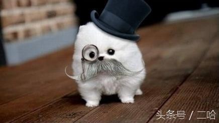 茶杯犬虽萌,购买时可不要只“贪颜”哦!