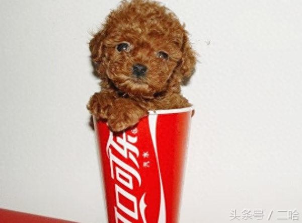 茶杯犬虽萌,购买时可不要只“贪颜”哦!