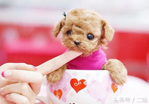 茶杯犬虽萌,购买时可不要只“贪颜”哦!