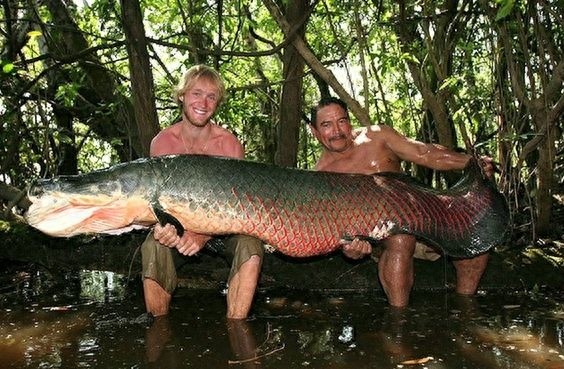 巨骨舌鱼-大型淡水鱼类