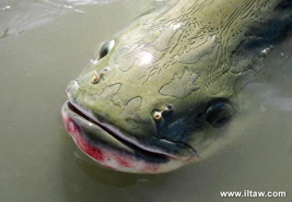 巨骨舌鱼-大型淡水鱼类