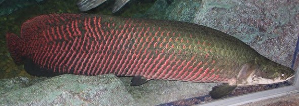 巨骨舌鱼-大型淡水鱼类