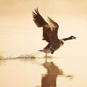 【夜读·诗】《摸鱼儿·雁丘词》作者:元好问 ;朗读:篁竹瑾