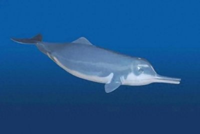 我国特有物种白鳍豚的灭绝