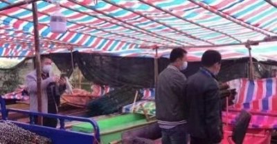 给银柳染色?广佛生态环境部门联手查处非法染花场所