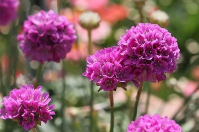 海石竹花色鲜艳,贴心体谅心灵纯