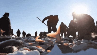 刚刚,吉林松原查干湖冬捕“头鱼”拍出1199999元!