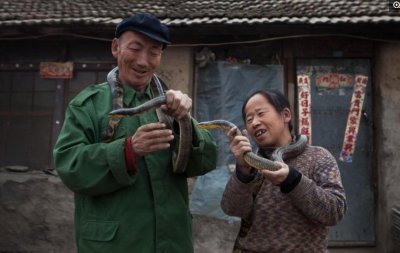 ​30年人蛇之恋：带着“蛇孩子”再嫁，吉林农妇每隔10天买瘦肉喂蛇