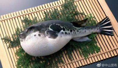 河豚鱼有剧毒,千万别吃