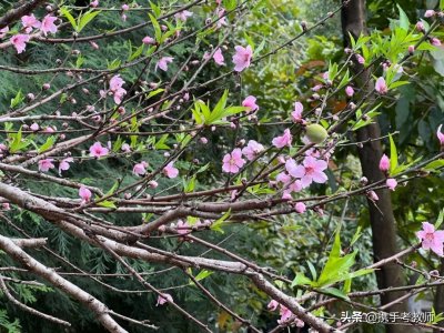 “其叶蓁蓁”的“蓁”怎么读?