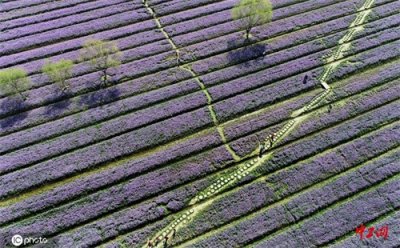 连云港:春天邂逅二月兰 花海进入盛花期